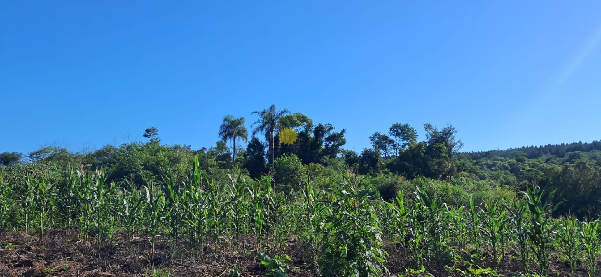 CHACRA DE 17,6 HAS. EN SAN IGNACIO. MISIONES. 